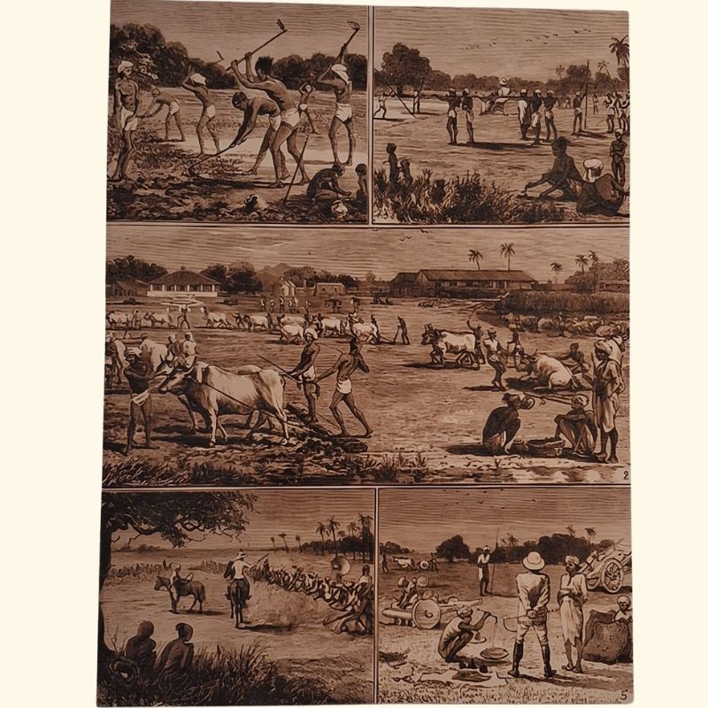 A piece of history about muslin decline cultivation and other
