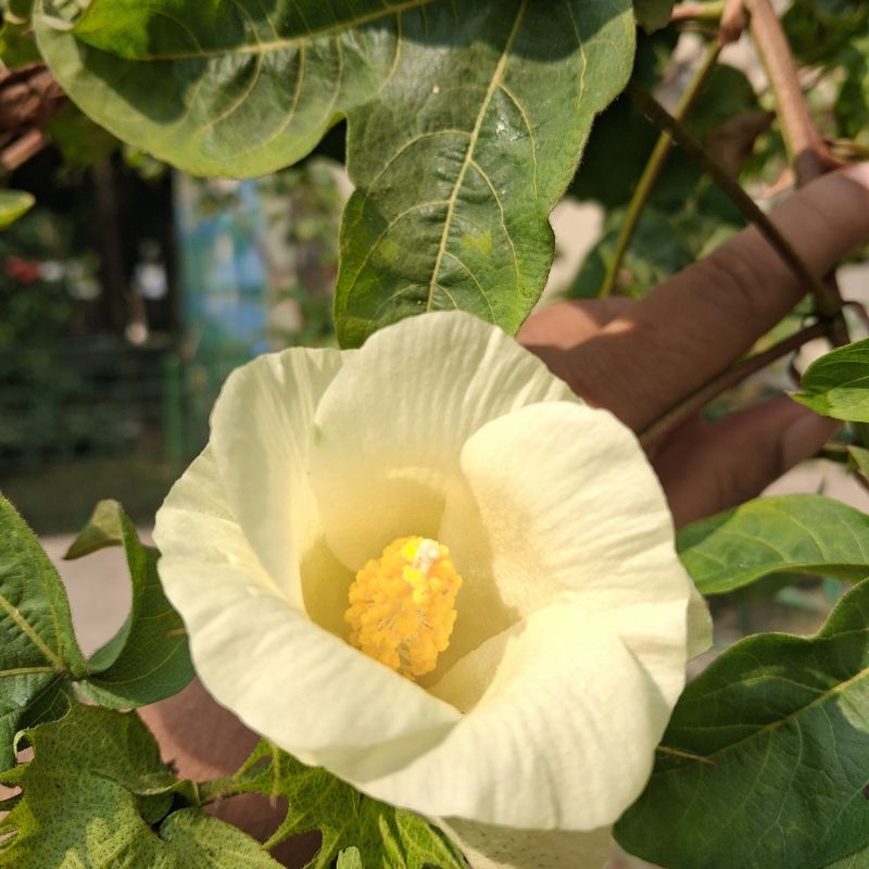 Phuti karpas Cotton