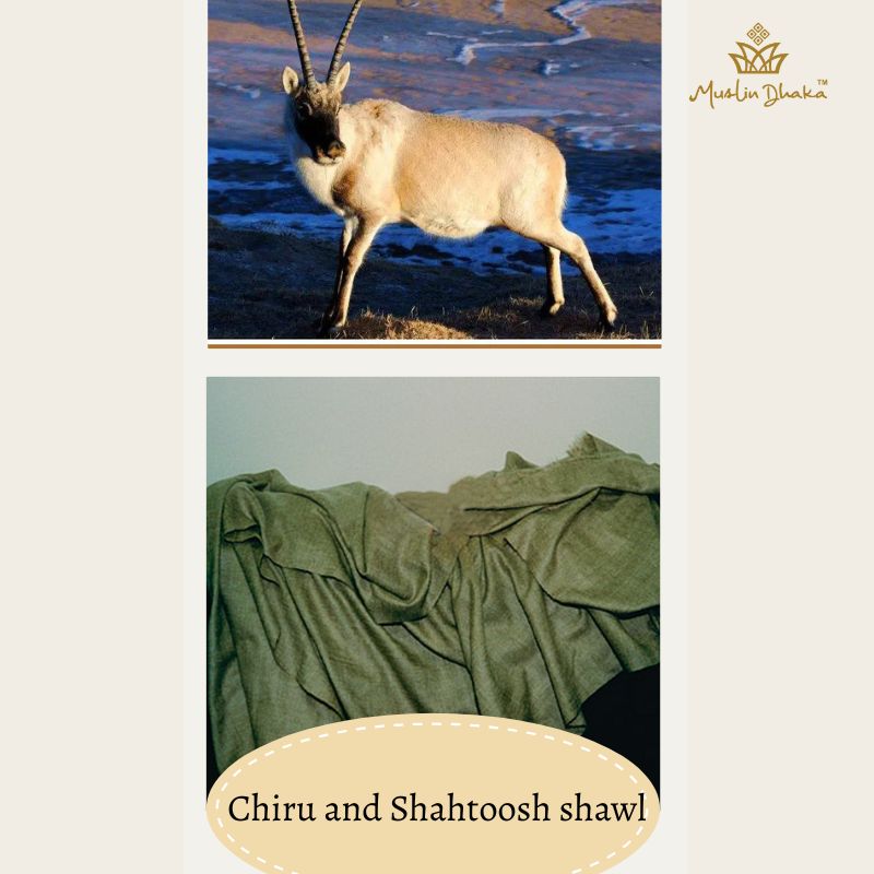 Chiru & shahtoosh shawl
