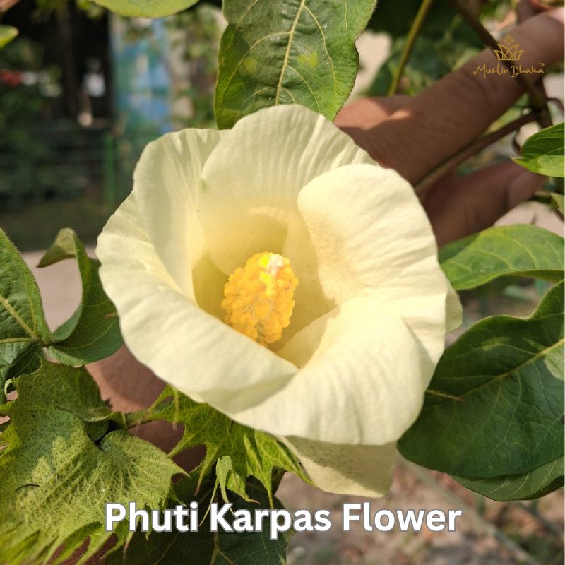 Ohuti karpas flower