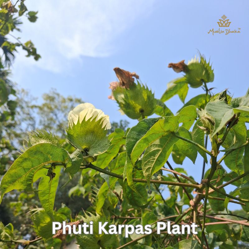 Phuti Karpas Plant