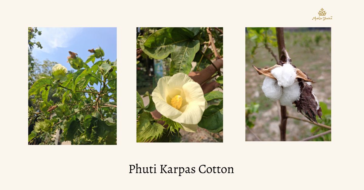 Phuti Karpas The Lost Cotton of Dhaka Muslin