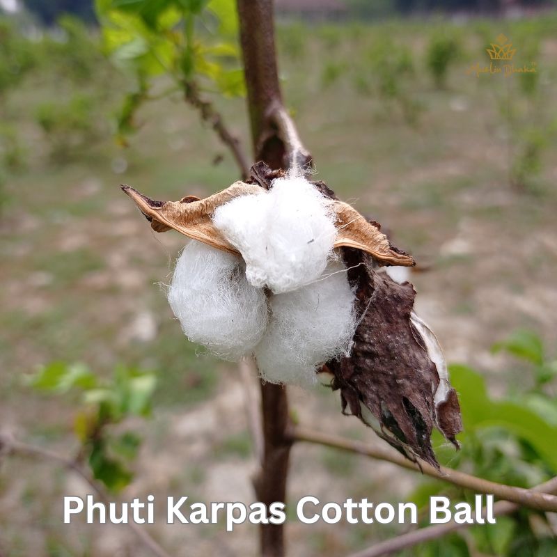 Phuti Karpas cotton ball