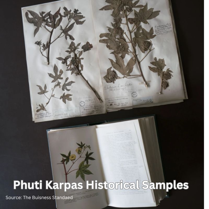 Phuti karpas historical samples