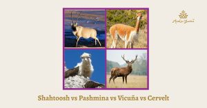 Shahtoosh vs Pasmina vs Vicuna vs Cervelt